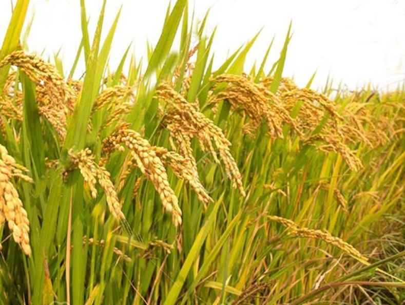 স্বর্ণা ধানের বিকল্প ধান উদ্ভাবন