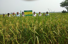 রাজস্ব প্রদর্শণী আমন ২০১৭-১৮