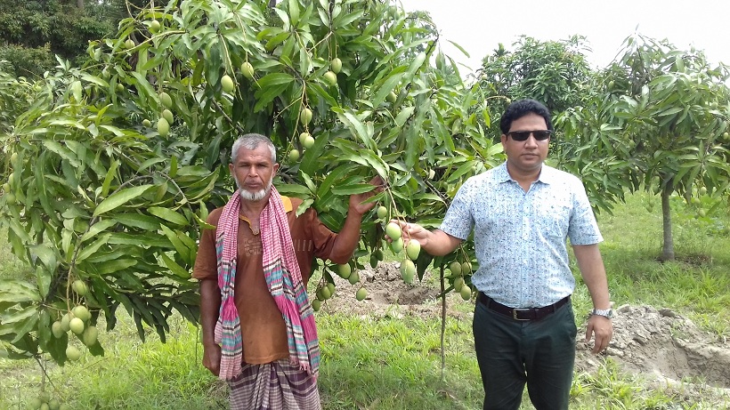 আগৈলঝাড়ায় আম উৎপাদনে সফলতা