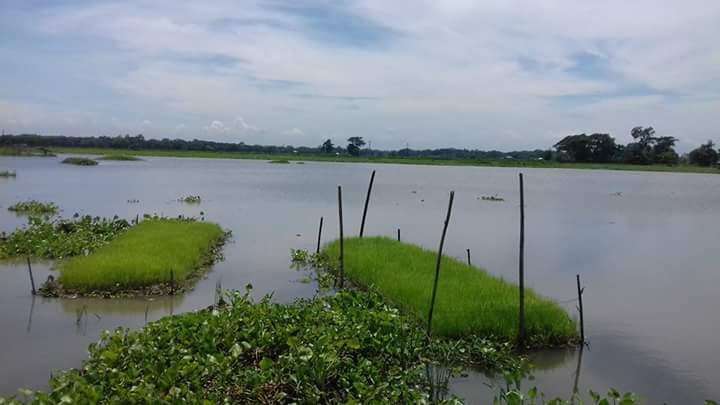 ভাসমান বীজতলা