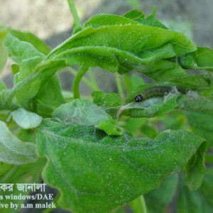 বথুয়াশাকের পাতা মোড়ানো পোকা