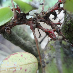 কামরাঙ্গার হুটেড হোপার পোকা