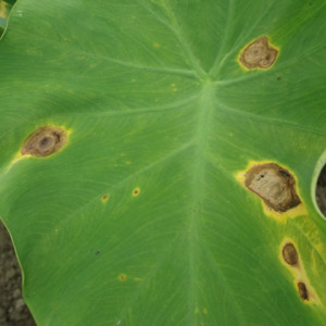 মুখীকচুর পাতার দাগরোগ