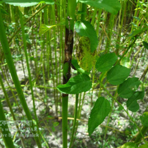 পাটের কালো পট্টি রোগ