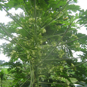 পেপের পুরুষ গাছ