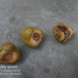 নারিকেলের ফল পচা ছত্রাক রোগ