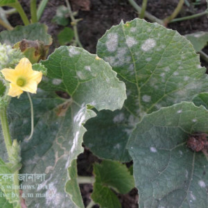 বাঙ্গির পাউডারী মিলডিউ রোগ