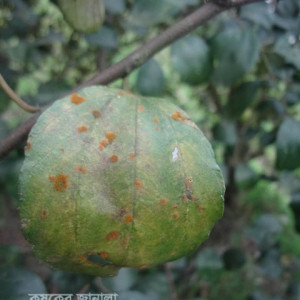 কুলের লাল মরিচা রোগ