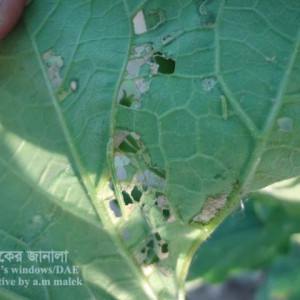 চিচিঙ্গা পাতামোড়ানো পোকা