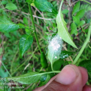 মরিচের সাদা মাছি পোকা