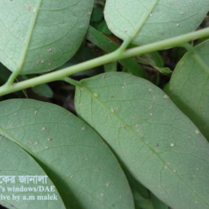 অরবরই জাবপোকা বা এফিড