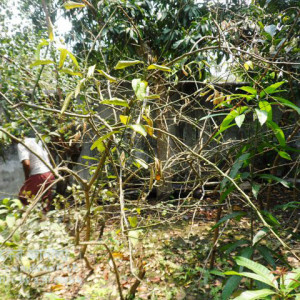 লেবুর ঢলে পড়া রোগ