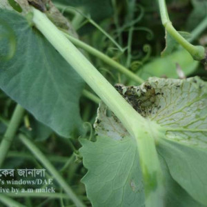 মটরশুঁটির লেদা পোকা