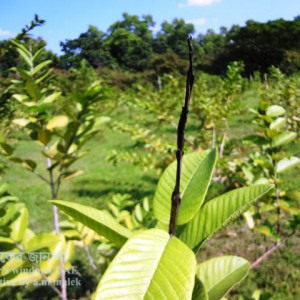 পেয়ারার আগা মরা রোগ